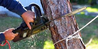 How Our Tree Care Process Works  in  Oakfield, WI