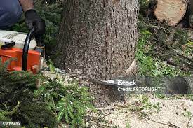 Leaf Removal in Oakfield, WI